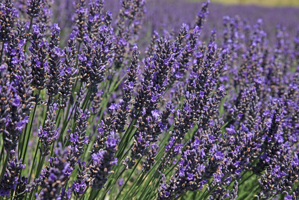 The most beautiful lavender fields and sunflowers at gardendecoration.co.uk